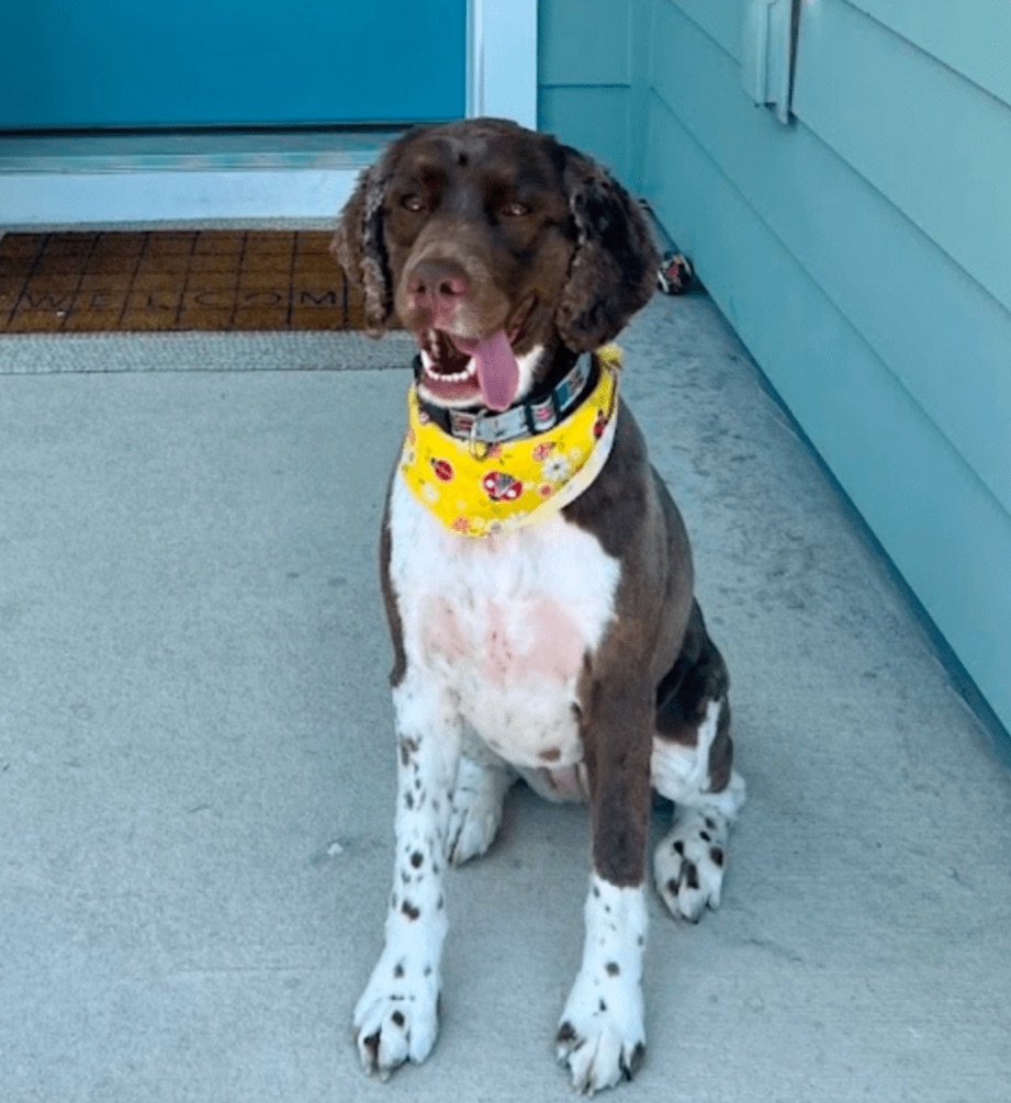 Maggie the spaniel poses in a bandana after graduating from dog obedience training in Summerville, SC.