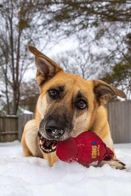 Spitz the rescue dog who worked with a dog trainer in Summerville, SC.