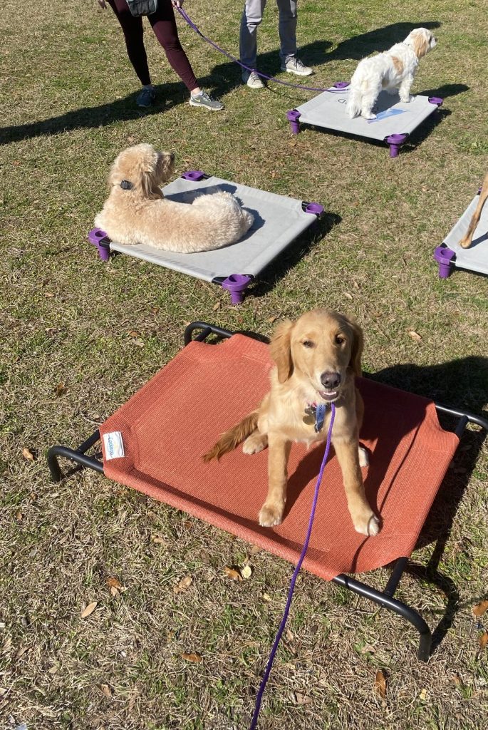 Multiple dogs on place cots working on obedience training in Charleston while at an affordable dog training class in Summerville.
