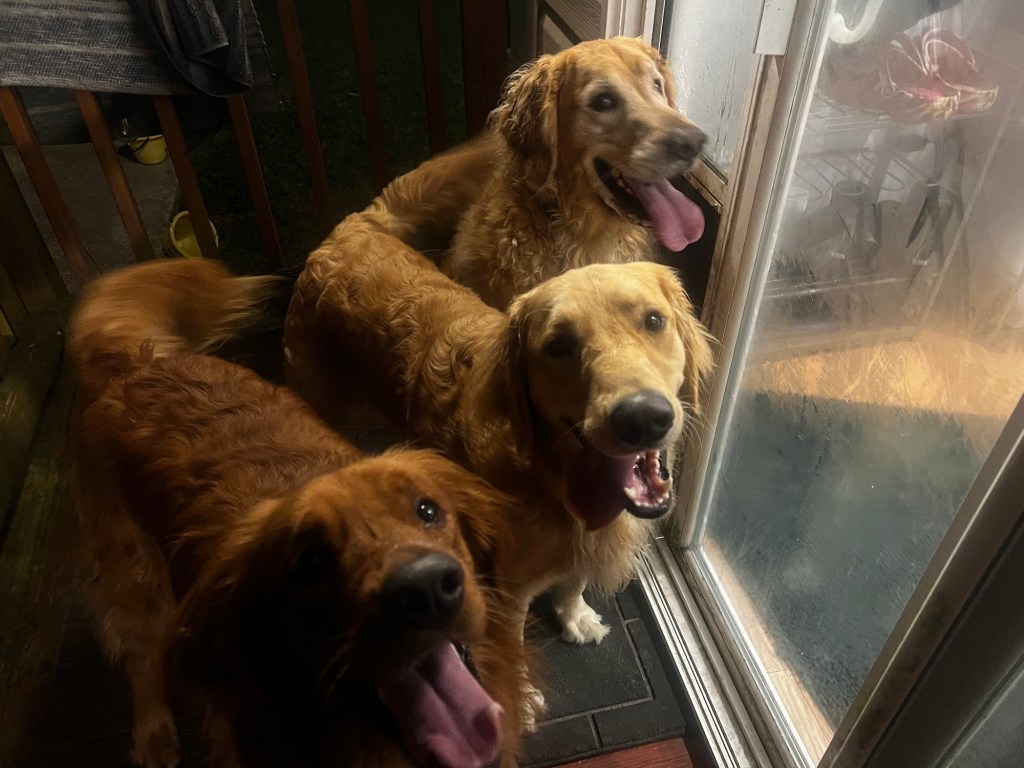 Three golden retrievers working on their obedience with an affordable dog trainer in Charleston.
