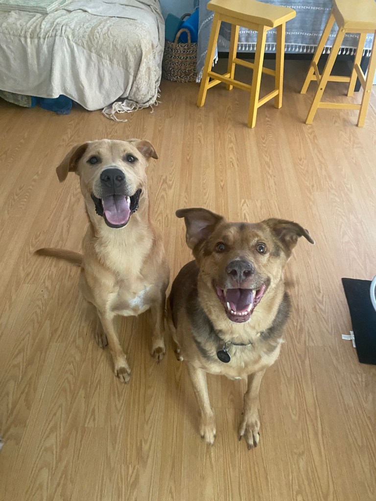Two happy dogs sitting while practicing dog training in Summerville.