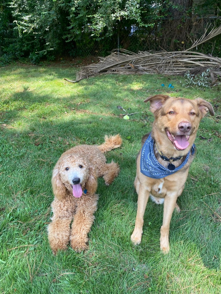 Two dogs sit in a backyard working on affordable dog obedience training in Charleston.