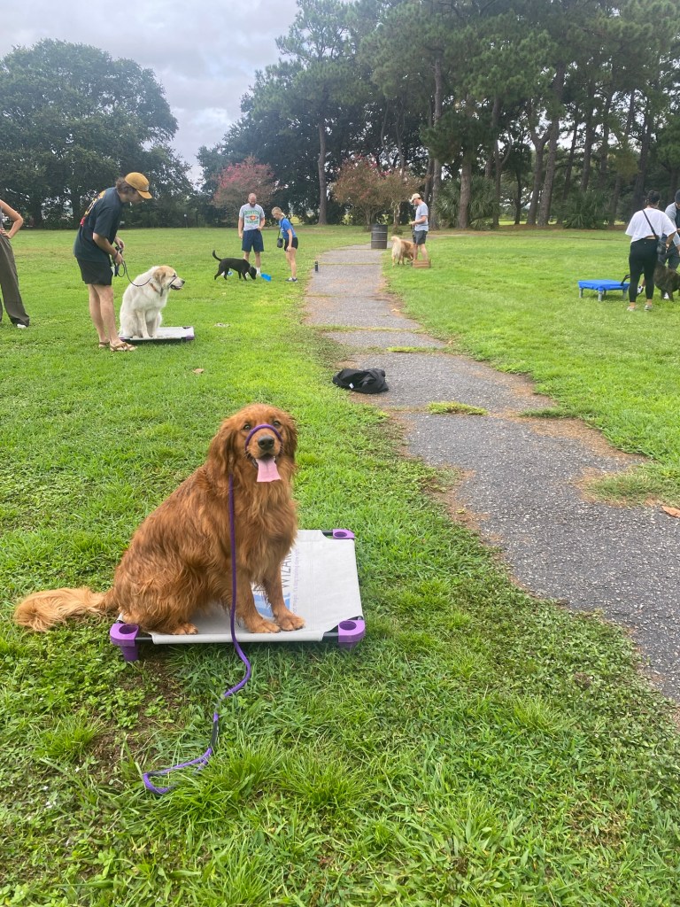 Several dogs working with their owners at an affordable dog training class in Summerville.