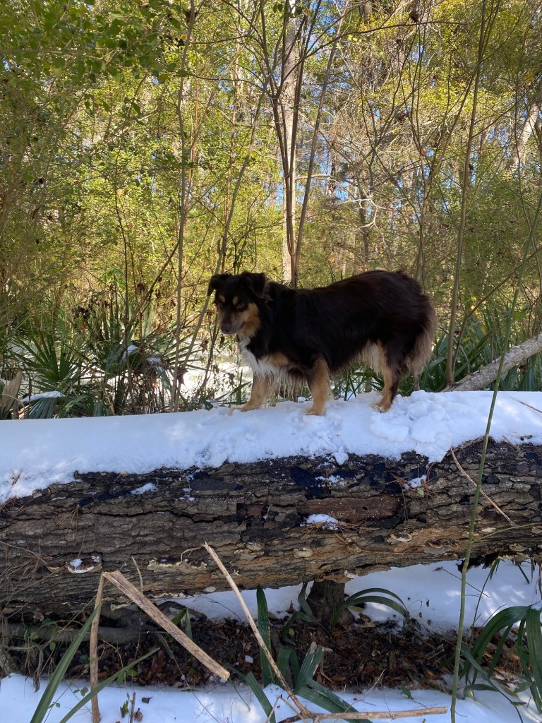 A dog walks on a fallen tree covered with snow, practicing advanced dog obedience training in Summerville.