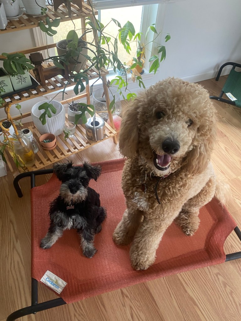 Two dogs sitting on a dog cot practicing dog obedience training in Summerville, SC.